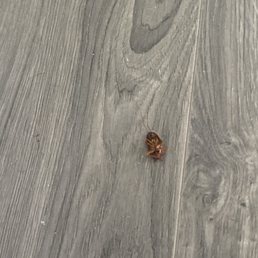 Dead roach