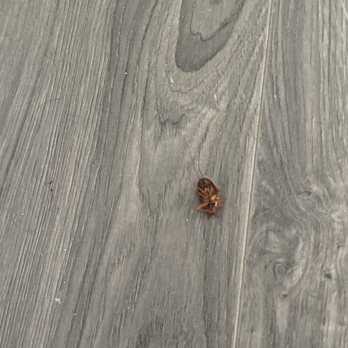 EcoGen Pest Control - Dead roach - Pest Control Near Me - Las Vegas, Nevada