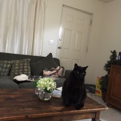 Your Pet at Home - My cat Zorro