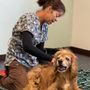 Photo of Denver Dog Rehab & Wellness