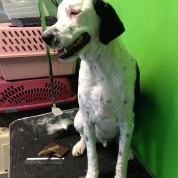 TJs Pet Grooming - Pet Groomers Near Me - Lower Sackville, Nova Scotia TJs Pet Grooming - Pet Groomers Near Me - Lower Sackville, Nova Scotia