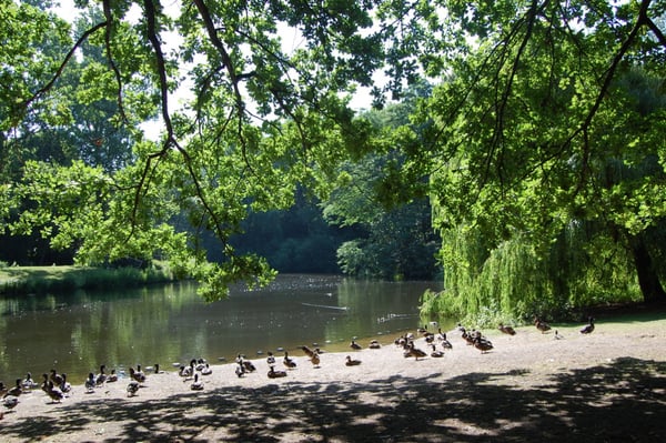 Tiergarten by null