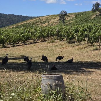 Maysara Winery - Turkeys everywhere. - Wineries Near Me - McMinnville, Oregon Maysara Winery - Turkeys everywhere. - Wineries Near Me - McMinnville, Oregon