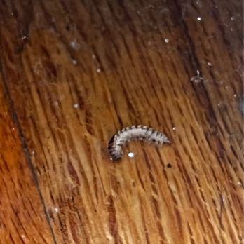 International Garden Inc - MILLIPEDES Infestation and SICK plants. - Florists Near Me - New York, New York International Garden Inc - MILLIPEDES Infestation and SICK plants. - Florists Near Me - New York, New York