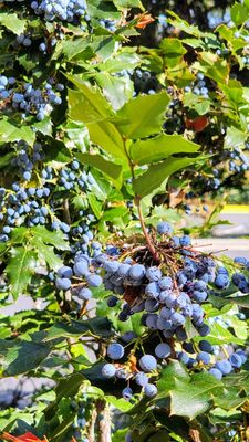 New Mexico State Capitol by null