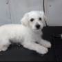 Photo of Whats Up Dog Mobile Pet Grooming
