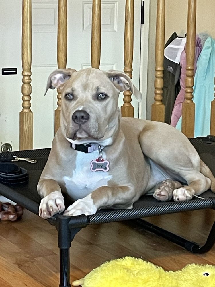 209 K9 CHELLE - Updated April 2026 - 32 Photos & 17 Reviews - Modesto ...