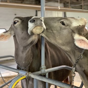Arethusa Farm - two cows in a pen - Cheese Shops Near Me - Litchfield, Connecticut Arethusa Farm - two cows in a pen - Cheese Shops Near Me - Litchfield, Connecticut