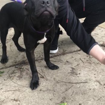 BARCS - Animal Shelters Near Me - Baltimore, Maryland