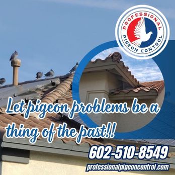 Professional Pigeon Control - Pest Control Near Me - Peoria, Arizona Professional Pigeon Control - Pest Control Near Me - Peoria, Arizona
