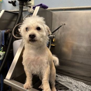 Sham-Paws Self Serve Dog Wash - Pet Groomers Near Me - Placentia, California Sham-Paws Self Serve Dog Wash - Pet Groomers Near Me - Placentia, California