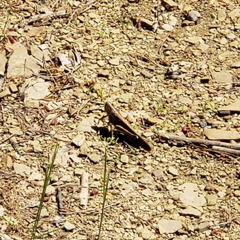 Stringer's Ridge Park - Flying grasshopper - Parks Near Me - Chattanooga, Tennessee Stringer's Ridge Park - Flying grasshopper - Parks Near Me - Chattanooga, Tennessee