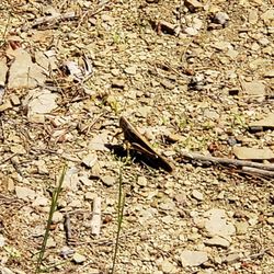 Stringer's Ridge Park - Flying grasshopper