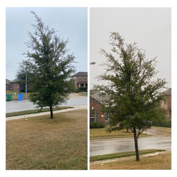 Adam's Lawn Service Austin - Before/After - Tree Services Near Me - Austin, Texas