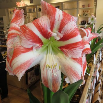 Amsterdam Tulip Museum - Amsterdam Tulip Museum - Museums Near Me - Amsterdam, New Hampshire