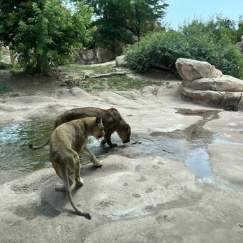 Denver Zoo - Lions - Zoos Near Me - Denver, Colorado
