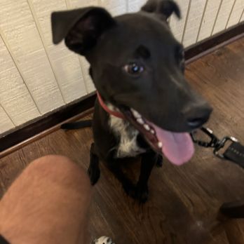 Smithhart's Texas Grill - Our pooch! - American Near Me - Angleton, Texas Smithhart's Texas Grill - Our pooch! - American Near Me - Angleton, Texas