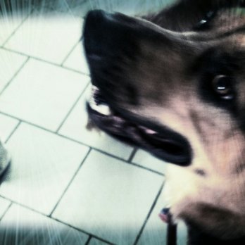 Bevin's Dog Training - Pet Training Near Me - Ocala, Florida Bevin's Dog Training - Pet Training Near Me - Ocala, Florida