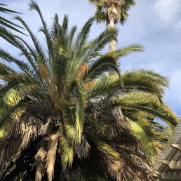 Stubby Date Palm and Really tall skinny palm - BEFORE Stubby Date Palm and Really tall skinny palm - BEFORE