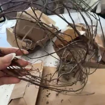 TN Nursery - Grape vine. Screengrab from video I sent to customer service. It is a dead vine with no roots - Nurseries & Gardening Near Me - Altamont, Tennessee TN Nursery - Grape vine. Screengrab from video I sent to customer service. It is a dead vine with no roots - Nurseries & Gardening Near Me - Altamont, Tennessee