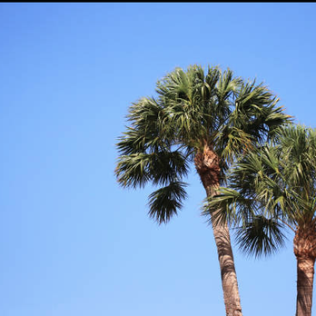 Integrity Tree - We put our customers needs at the top of our list. - Tree Services Near Me