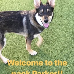 A screenshot from Dogtopia Galleria's Instagram story A screenshot from Dogtopia Galleria's Instagram story