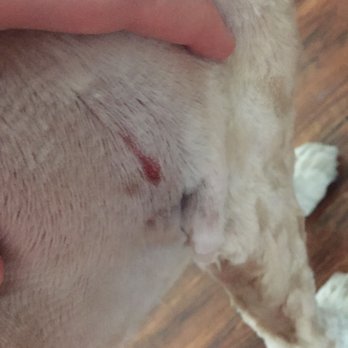 Classy Cuts Pet Salon - "Just wanted to let you know, our groomer cut your dog with scissors right here on her fat. Just wanted to let you know." - Pet Groomers Near Me - Keller, Texas