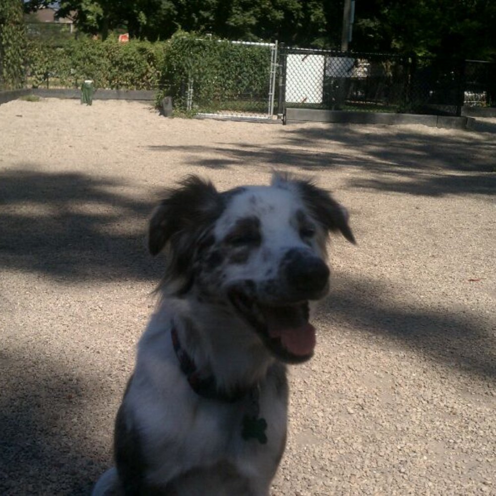 Hamlin Dog Park - Dog Parks Near Me - Chicago, Illinois Hamlin Dog Park - Dog Parks Near Me - Chicago, Illinois
