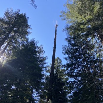 Brown’s Logging & Tree Service - Monte Rio, CA - Tree Services Near Me