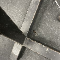 Patterson Health & Fitness - dead insects.