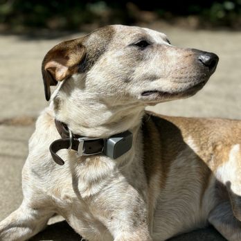 Ready, Set...Train! - Pet Training Near Me - Holland, Ohio Ready, Set...Train! - Pet Training Near Me - Holland, Ohio