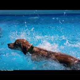 Zoey, swimming in the big pool!