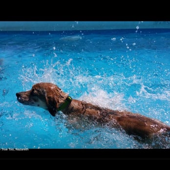 A Furry Tail Come True - Zoey, swimming in the big pool! - Pet Groomers Near Me - Hellertown, Pennsylvania
