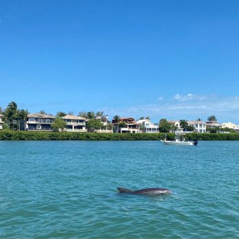 Little Gasparilla Tours - Bonus dolphin in the Boca Grande harbor - Boat Tours Near Me Little Gasparilla Tours - Bonus dolphin in the Boca Grande harbor - Boat Tours Near Me