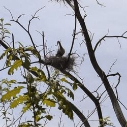 Holland Ponds Park - Blue Heron's nests