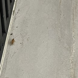 Roach Roach