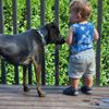 The Tempered Dog gift card