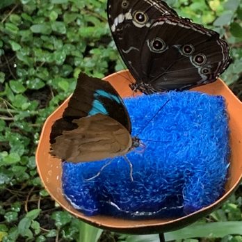 Pacific Science Center - Butterfly Room - Museums Near Me - Seattle, Washington