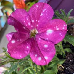 Hoffman's Garden Center