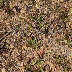Stanley Rehder Carnivorous Plant Garden