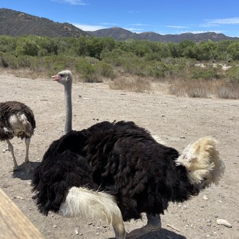 Ostrichland USA - Ostrich - Attraction Farms Near Me - Solvang, California Ostrichland USA - Ostrich - Attraction Farms Near Me - Solvang, California