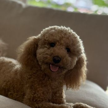Bar K9 Dog Training - Pet Training Near Me Bar K9 Dog Training - Pet Training Near Me