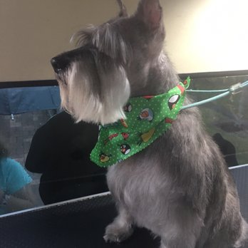 Shaggy's Mobile Dog Grooming - Pet Groomers Near Me