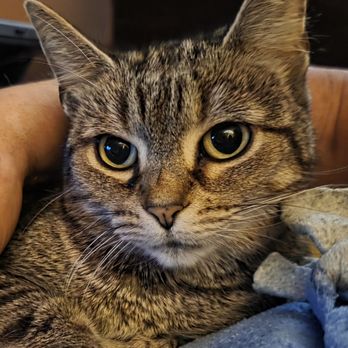 Tabitha's Pet Care Services - Sally , our cat - Pet Sitting Near Me - Horsham, Pennsylvania Tabitha's Pet Care Services - Sally , our cat - Pet Sitting Near Me - Horsham, Pennsylvania