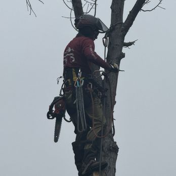 Everest Tree Service - Tree service - Tree Services Near Me