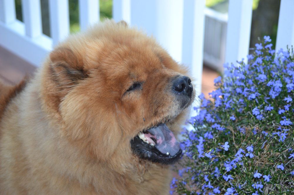 DREAMLAND KENNEL Updated July 2024 16 Photos 1850 State Rd 2130