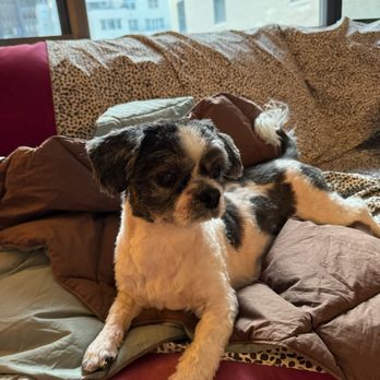 SoHo Pet Services - Pet Services Near Me SoHo Pet Services - Pet Services Near Me