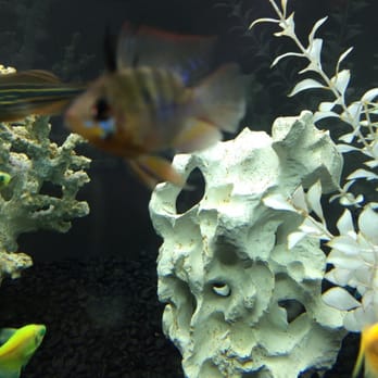 Absolutely Fish - Dull and crappy. The store actually keeps the good stuff for themselves it's insane!!!!! - Aquarium Services Near Me - Clifton, New Jersey