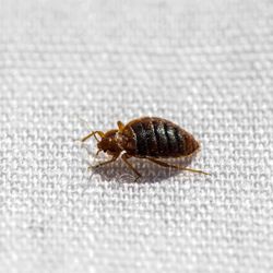 The Residence at Old Hickory Lake - Here's a close-up of one of the bedbugs that we discovered after moving in.