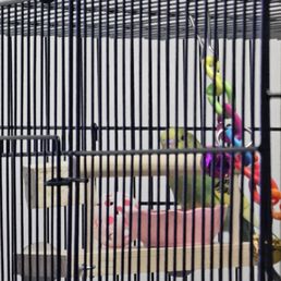 Finest Exotic Birds: Stunning Species You Must See Today